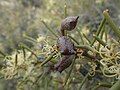 Hakea preissii fruit