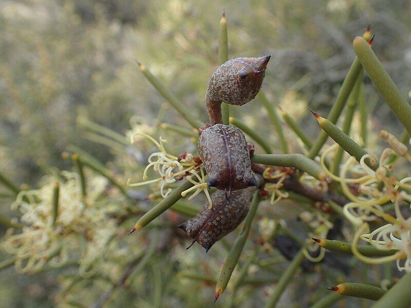 File:Hakea preissii fruit.jpg