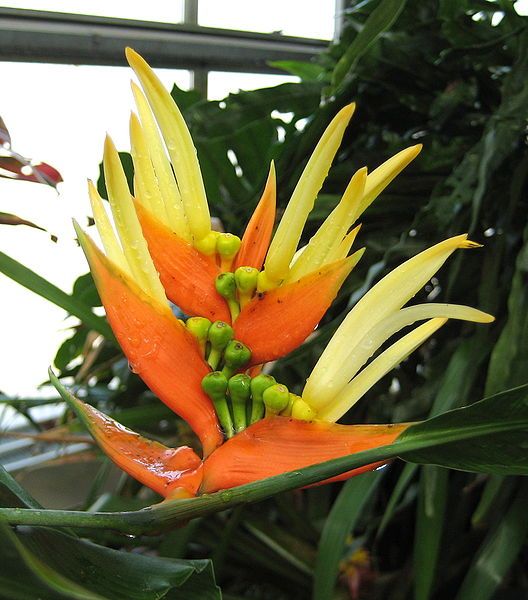 File:Heliconia aurantiaca 09.jpg