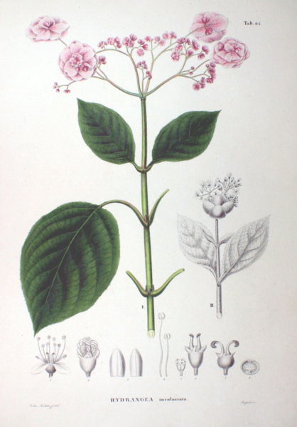 File:Hydrangea involucrata SZ64.png