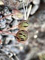 Idahoa scapigera developing fruit