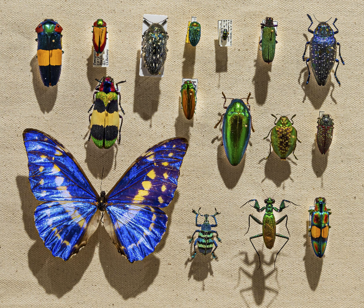 File:Iridescent Insect Display.png