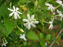 Mysore Jasmine (Jasminum grandiflorum)