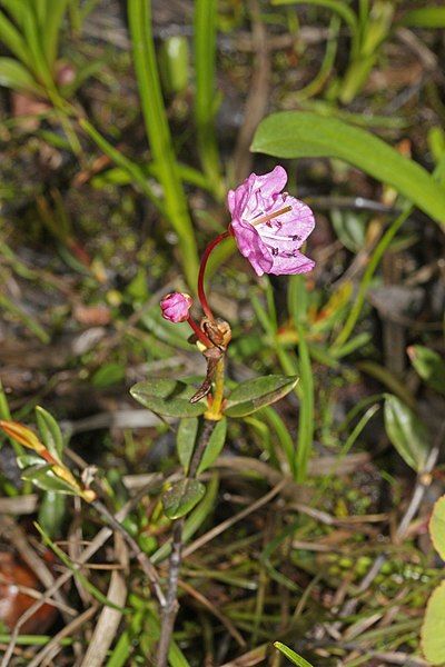 File:Kalmia microphylla 0601.JPG