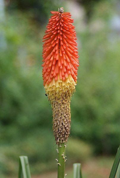 File:Kniphofia uvaria einzeln.JPG