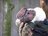 Andean Condor, (Vultur gryphus), national bird of Chile.