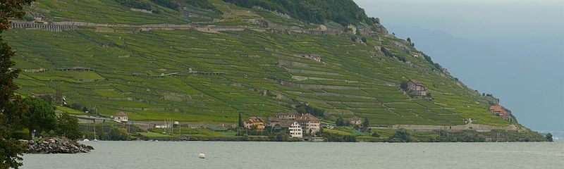 File:Lavaux - Epesses.jpg