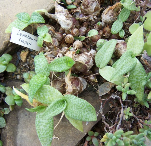 File:Ledebouria cooperi.jpg