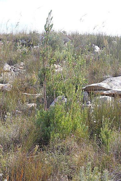 File:Leucadendron loeriense 15680734.jpg