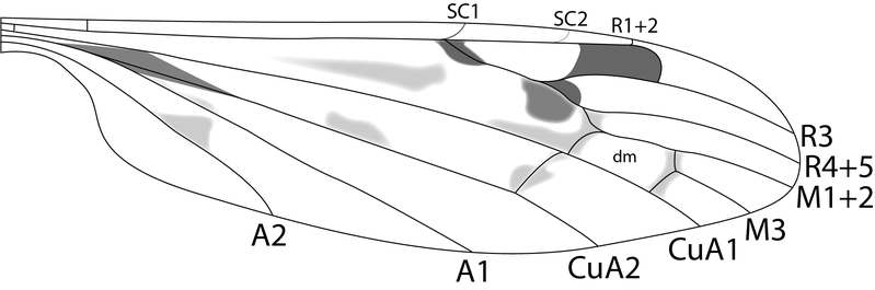 File:Limonia humidicola.png