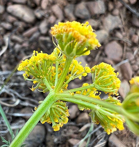 File:Lomatium quintuplex iNat-160678069.jpg