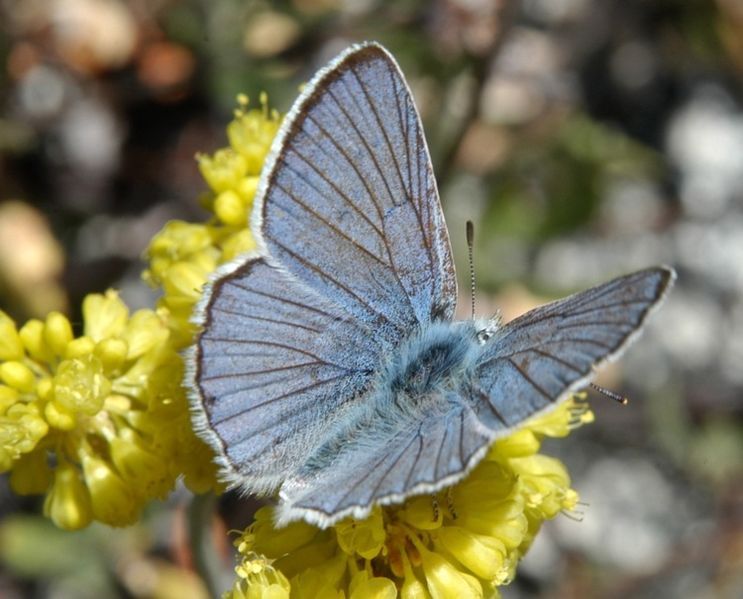 File:Lycaena heteronea.jpeg