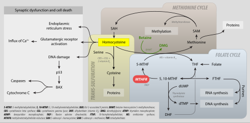 MTHFR metabolism and hyperhomocysteinuria