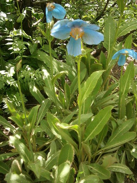 File:Meconopsis grandis 001.JPG