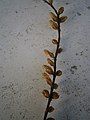 Metasequoia glyptostroboides male cones