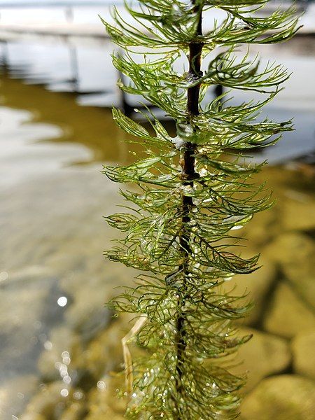 File:Myriophyllum sibiricum 95298624.jpg