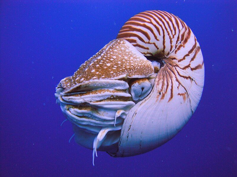 File:Nautilus Palau.JPG