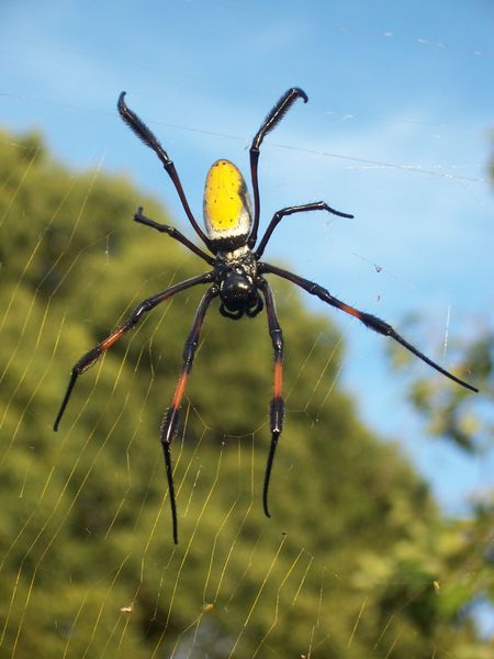 File:Nephila inaurata1.JPG