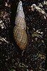 a crawling land snail with high spire