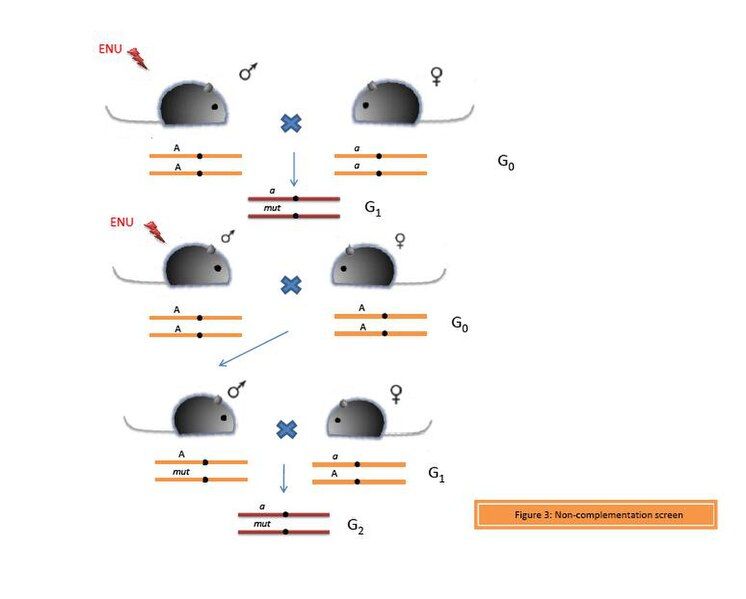 File:Non-complementationfig3.JPG