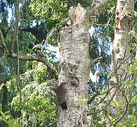 Adult feeding a juvenile at a nest cavity entrance