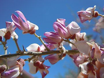 Closeup of inflorescence