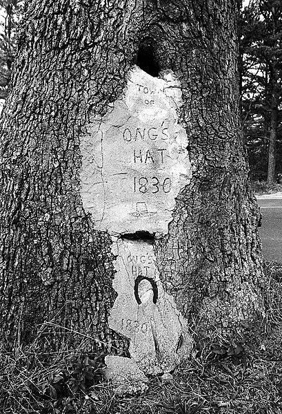 File:Ong's Hat tree.jpg