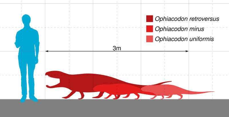 File:Ophiacodon Scale.svg