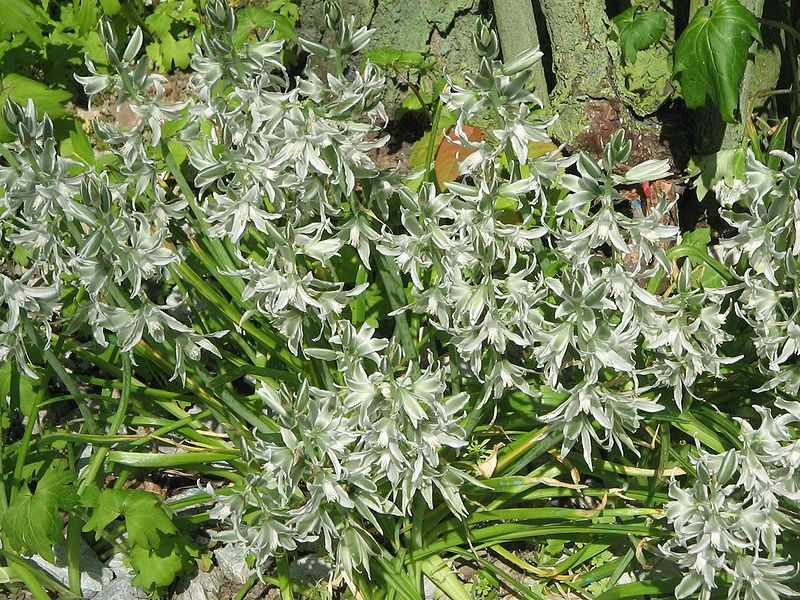 File:Ornithogalum nutans clump.jpg