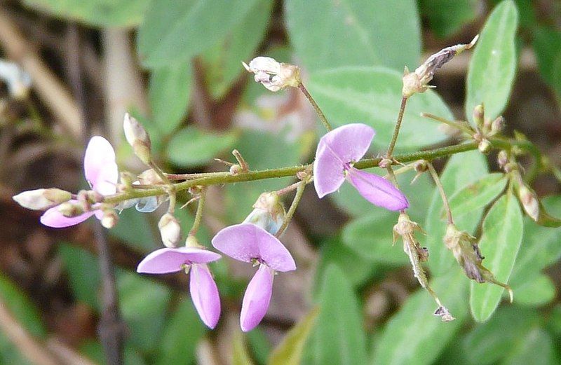 File:Panicled ticktrefoil2.jpg