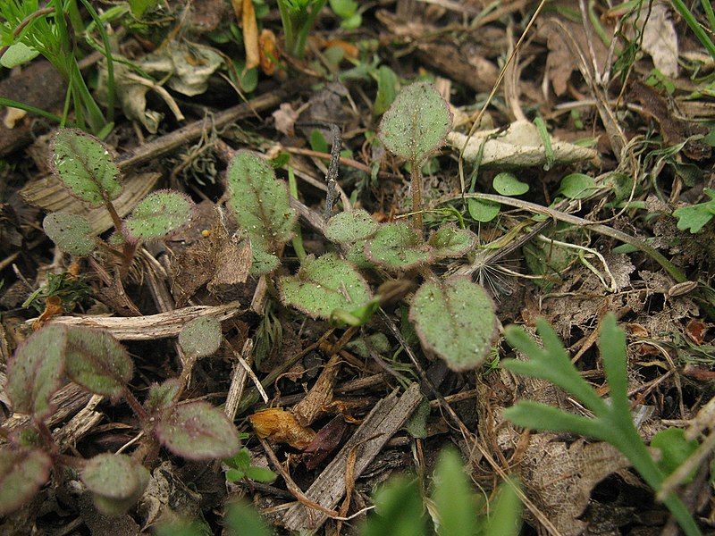 File:Phacelia campanularia seedlings.jpg