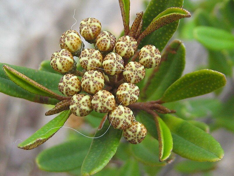 File:Phebalium Squamulosum buds.jpg