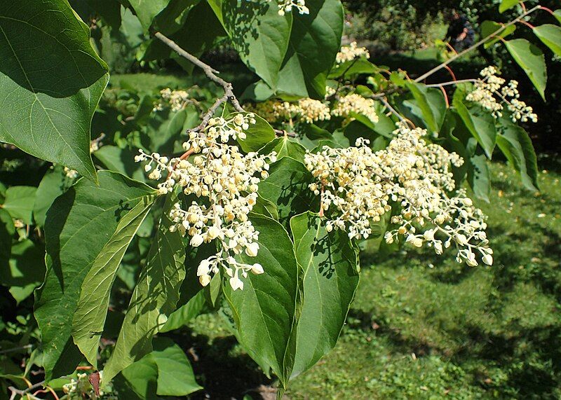 File:Poliothyrsis sinensis kz11.jpg