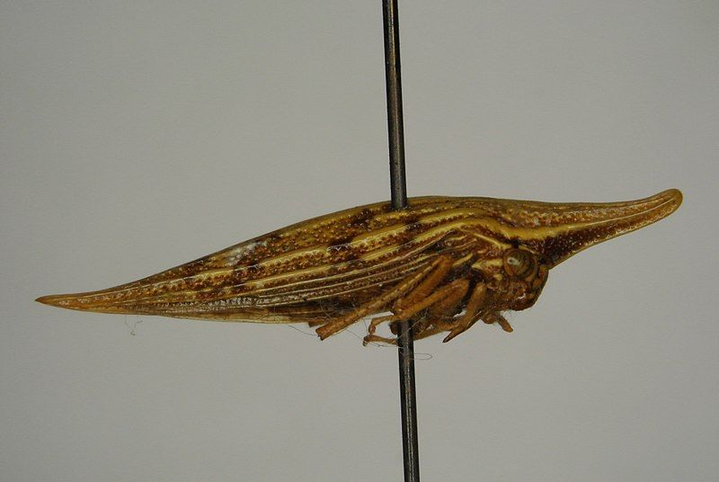 File:Polyglypta costata2.jpg