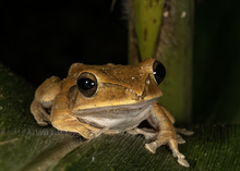 Polypedates megacephalus - James Hunt