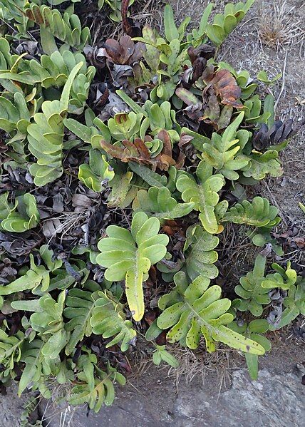 File:Polypodium scouleri kz01.jpg