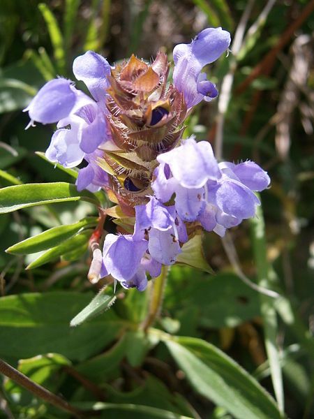 File:Prunella grandiflora02.jpg