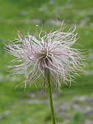 File:Pulsatilla alpina fruit.JPG (2010-11-10)