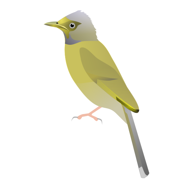 File:PycnonotusPriocephalus.svg