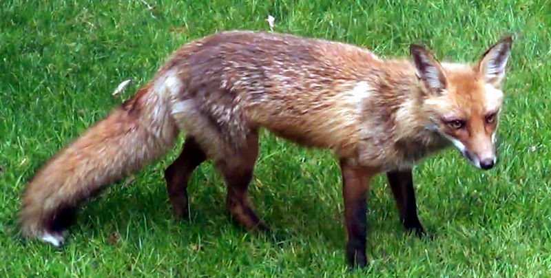 File:RedFox.png