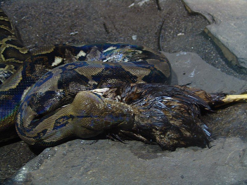 File:Reticulated Python 03.jpg