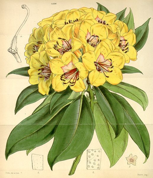 File:Rhododendron javanicum.jpg