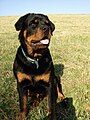 Rottweiler front