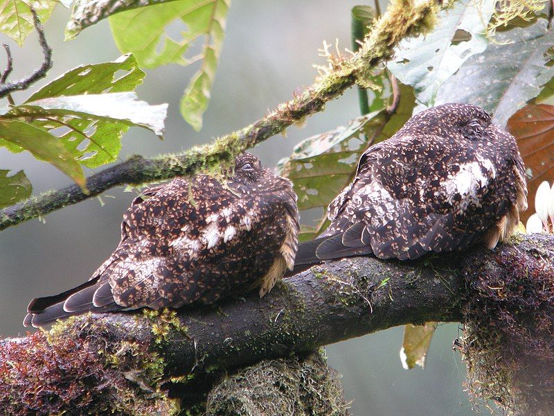 File:Rufous-bellied Nighthawk.jpg