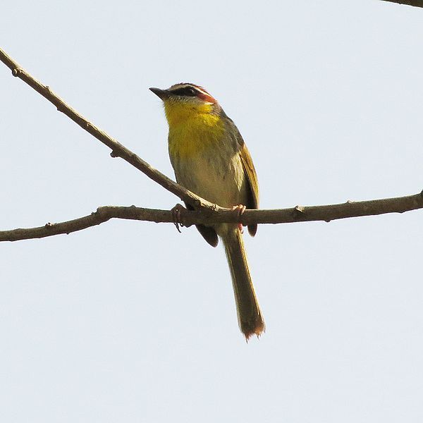 File:Rufous-capped Warbler (14484013618).jpg