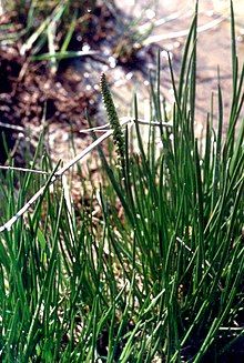 Green plants with narrow leaves and a tightly packed and narrow inflorescence