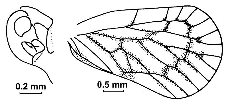 File:Sumangala indica.jpg