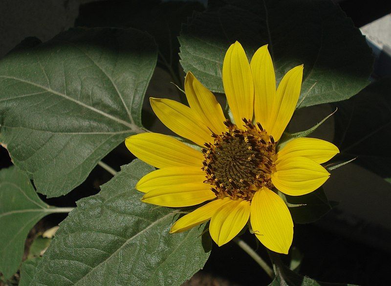 File:Sunflowergarden.JPG