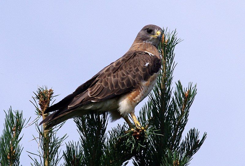 File:Swainson's Hawk (4436717321).jpg