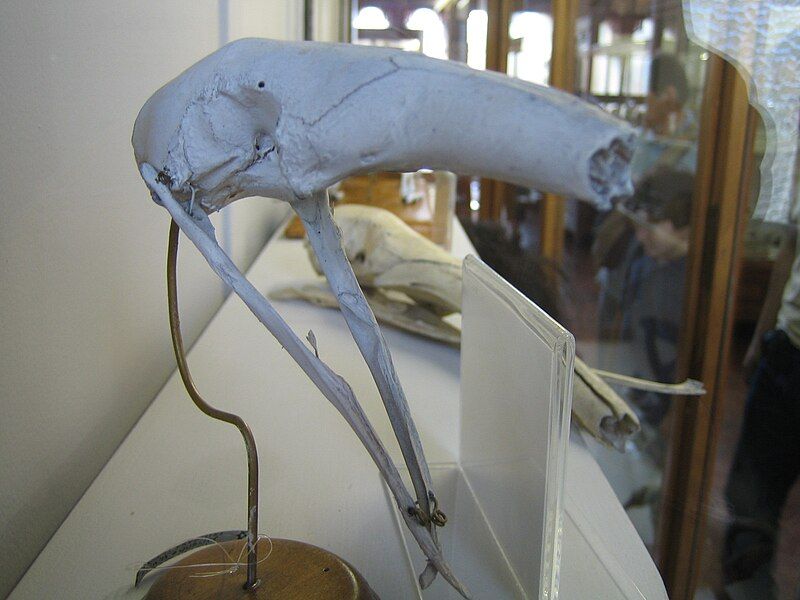 File:Tamandua tetradactyla skull.jpg